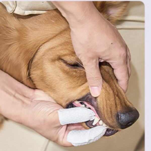 Lenços de limpeza odontológico para pets - Desenvolvido para pets que odeiam escovas